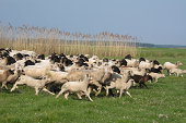 schafe-auf-dem-rasen.jpg?b=1&s=170x170&k=20&c=f4Cz2cUnKIrzmnlY_oOtyqjmYNWLJKWboDTvCz0IXo0=