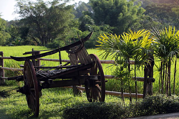 istock THAILAND CHIANG MAI CHIANG DAO FARMLAND 495686053