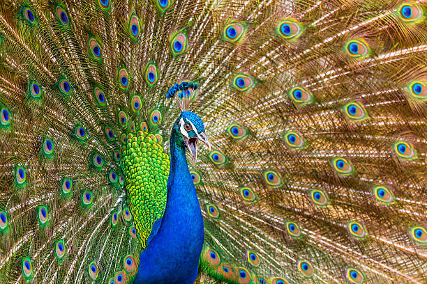 istock Portrait of beautiful peacock with feathers out. 495687055