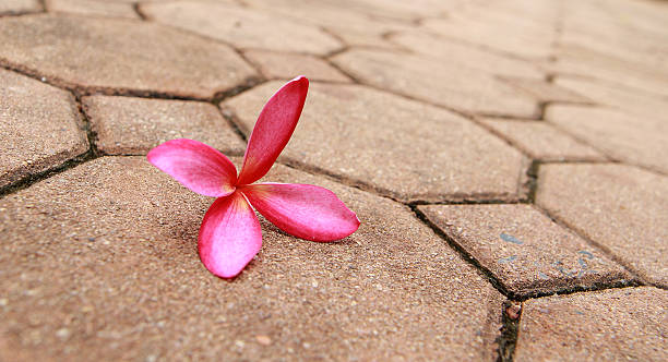pink Frangipani flower stock photo
