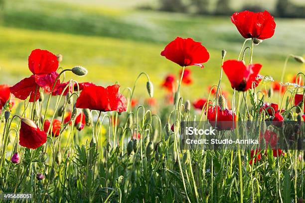 Red Poppies Stock Photo - Download Image Now - Agricultural Field, Backgrounds, Beauty