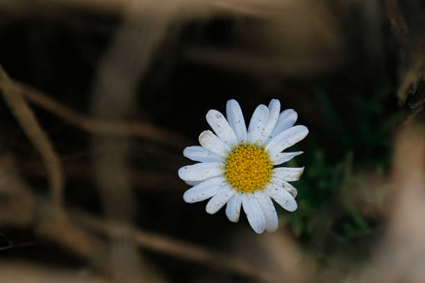 白い花 - 5141 ストックフォトと画像