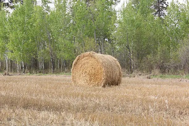 hay bale in a farm field