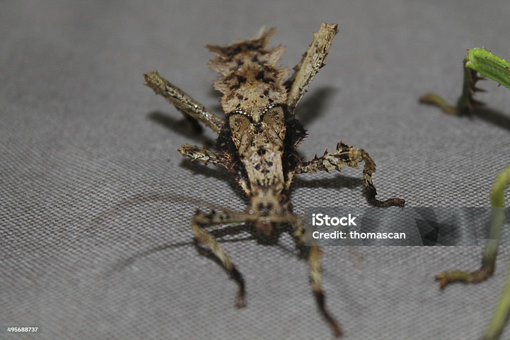 heteropteryx dilatata Gespenstschrecke - Lizenzfrei Auf den Hinterbeinen Stock-Foto