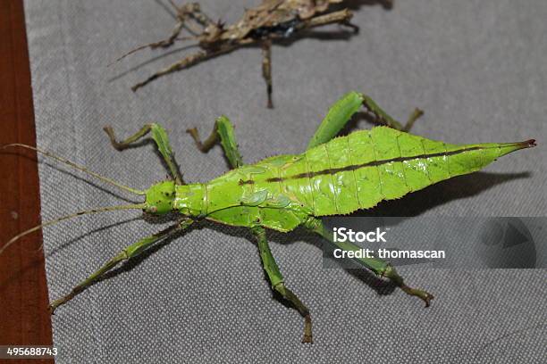 Heteropteryx Dilatata Stick Insect Stock Photo - Download Image Now - Animal, Animal Themes, Animal Wildlife
