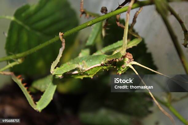 Foto de Heteropteryx Dilatata Bichopau e mais fotos de stock de Andar - Andar, Animal, Animal de estimação