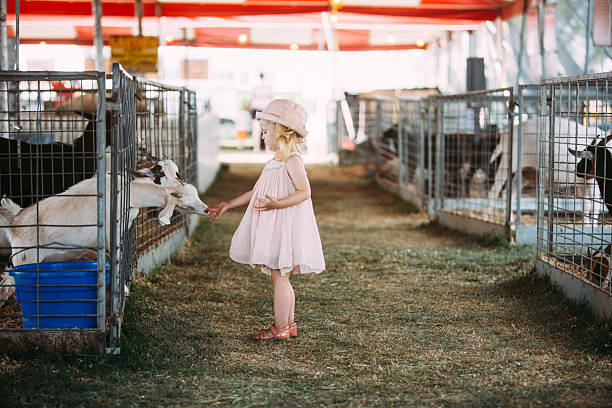 istock Toddler feeding goats 495688860