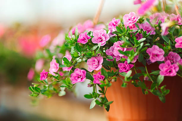istock Flowers in plant nursery 495688891