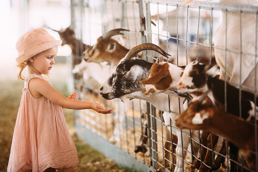 2.5 year old toddler girl  feeding the goats at the fair