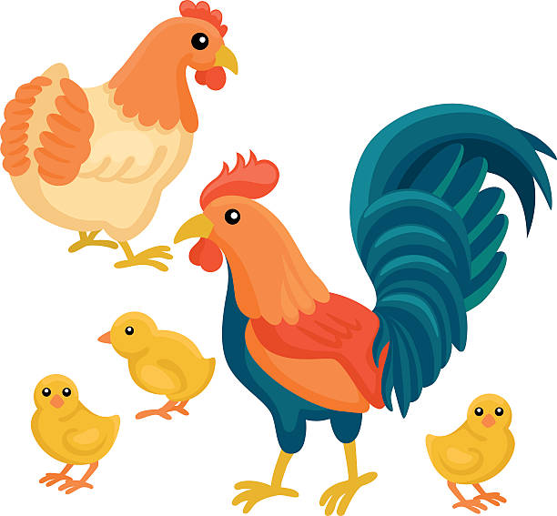 взрослый курица и с chickens узором на белом фоне - vibrant color birds wild animals animals and pets stock illustrations