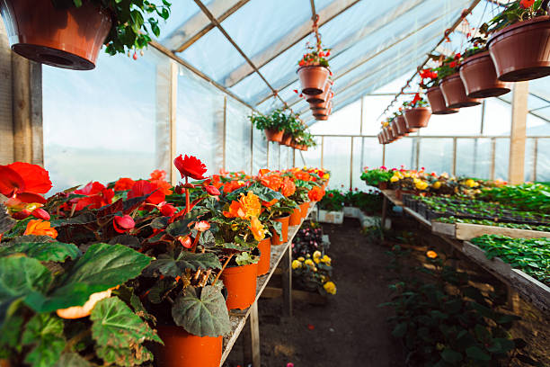 istock Flowers in plant nursery 495689251