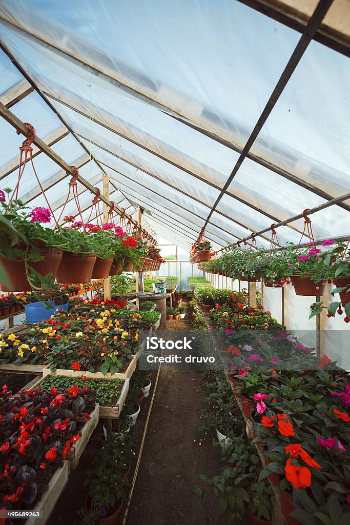 Flores en vivero - Foto de stock de Agricultura libre de derechos