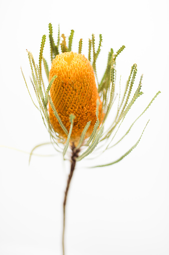 SIngle orange banksia flower on white background