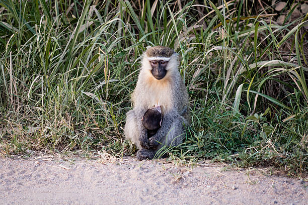 istock Guenon with its baby 495689742
