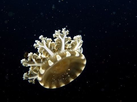 Upside-down jellyfish (Cassiopea andromeda)