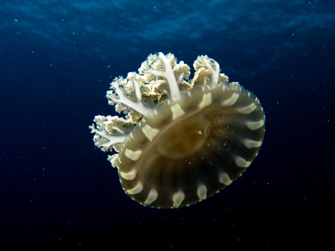 Upside-down jellyfish (Scyphozoa, cnidaria) in blue water