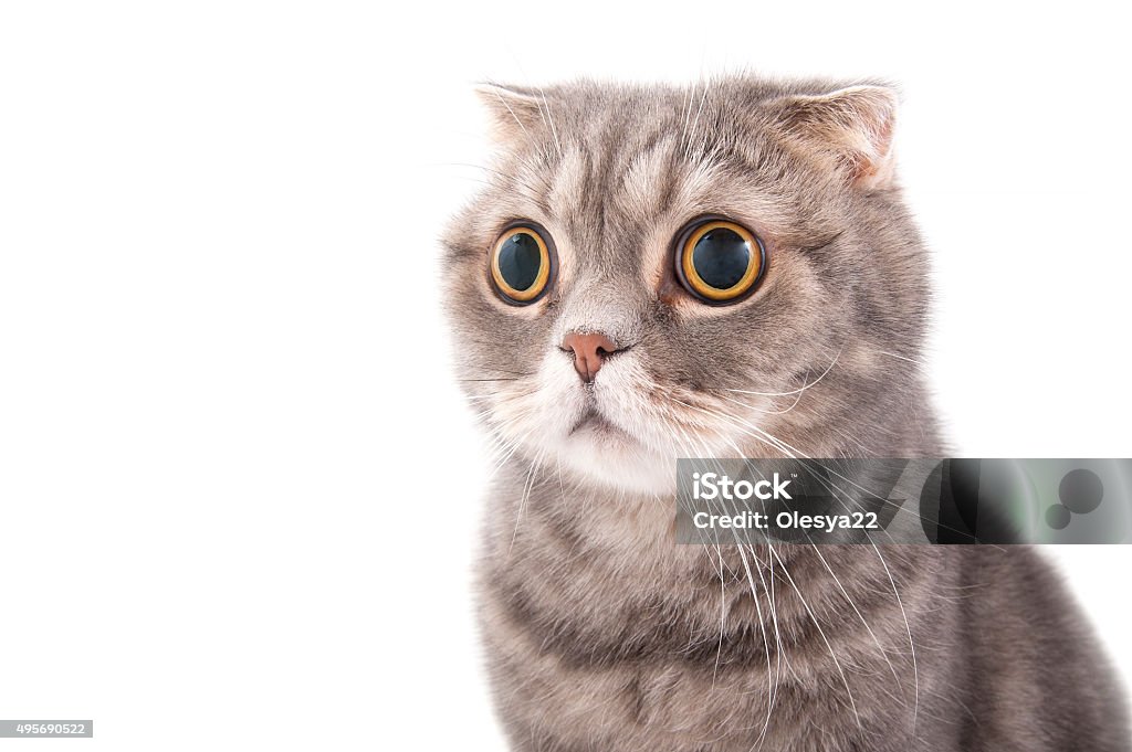 Porträt einer überraschte Katze Rasse Scottish Fold. - Lizenzfrei Hauskatze Stock-Foto