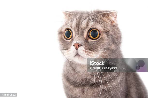 Porträt Einer Überraschte Katze Rasse Scottish Fold Stockfoto und mehr Bilder von Hauskatze