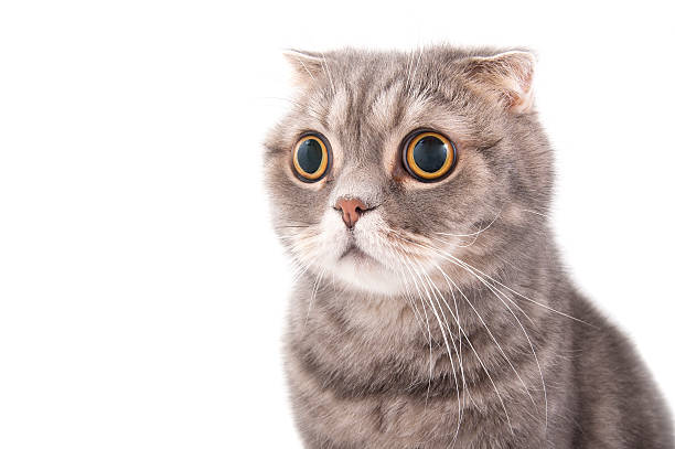 Portrait of a surprised cat breed Scottish Fold. Portrait of a surprised cat breed Scottish Fold. Studio photography on a white background. large eyes stock pictures, royalty-free photos & images