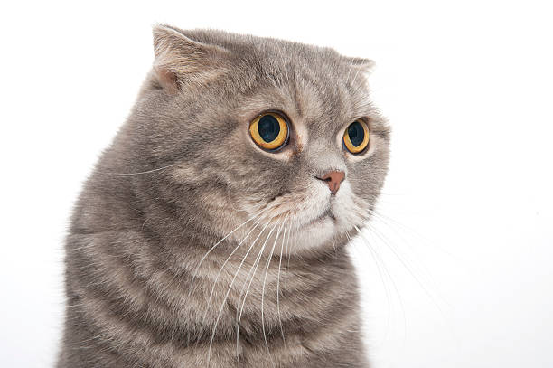 istock Portrait of a cat breed Scottish Fold close-up. 495690596