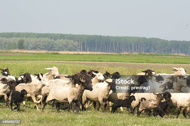 Sheep In The Grass Stock Photo - Download Image Now - Agriculture, Animal, European Alps