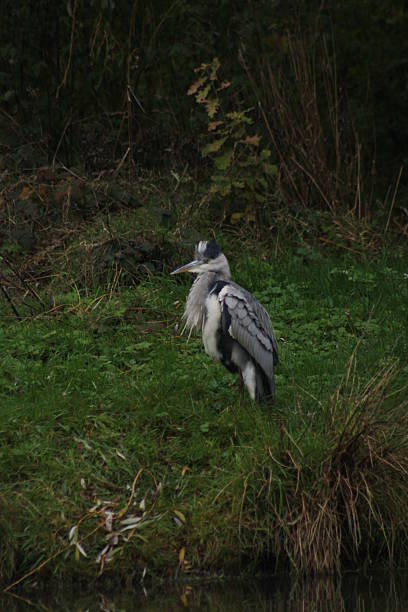 istock Heron standng by the side of a pond 495690817