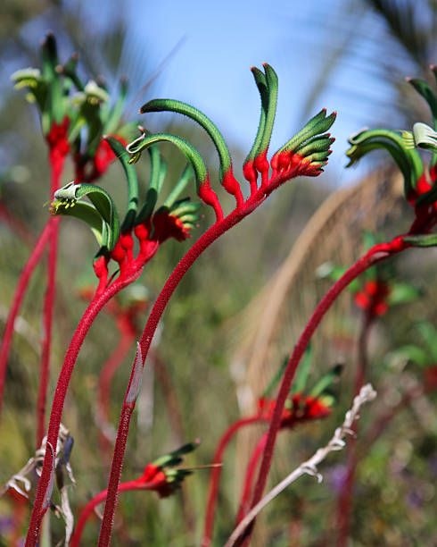West Australian Red and Green Kangaroo Paw
