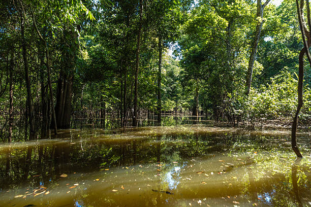 The Amazon Wetland in Brazil The Amazon Wetland in Brazil rio negro brazil stock pictures, royalty-free photos & images