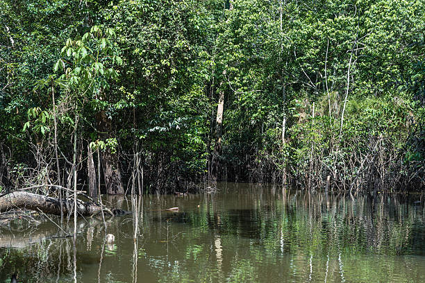 The Amazon Wetland in Brazil