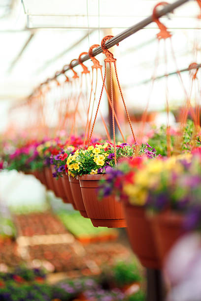 Beutifull flower green house photo