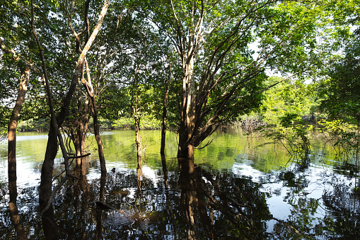 The Amazon Wetland in Brazil