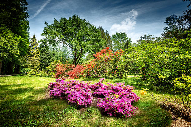 florescendo rododendro jardim - azalea magenta flower red - fotografias e filmes do acervo