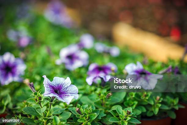 Flores En Vivero Foto de stock y más banco de imágenes de Agricultura - Agricultura, Amarillo - Color, Azul