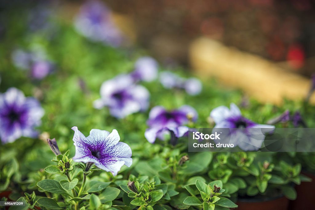 Flores em viveiro - Foto de stock de Agricultura royalty-free