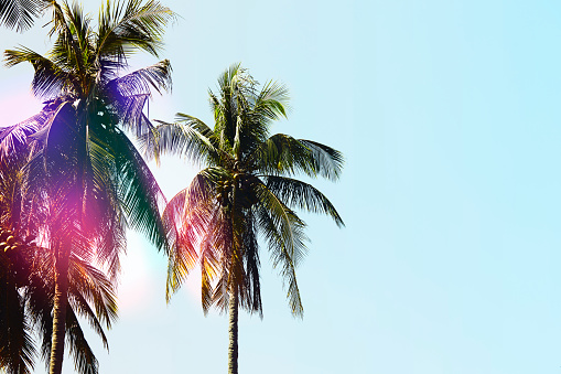 Colorful palm tree, beautiful blue skies, summer and rich colors