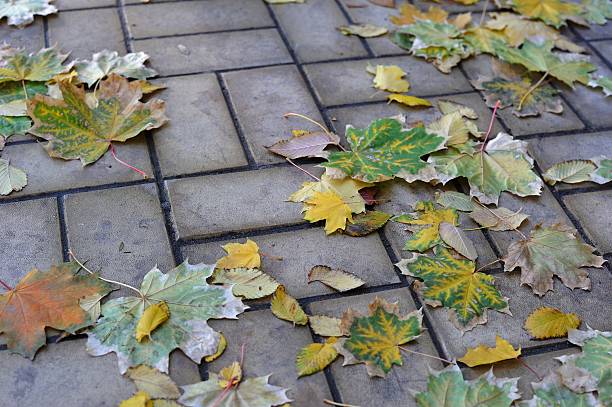 istock The fallen autumn leaves on the pavement 495691306