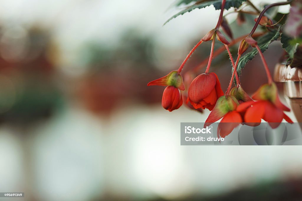 Blumen in Gartenbau-Betrieb - Lizenzfrei Baumblüte Stock-Foto