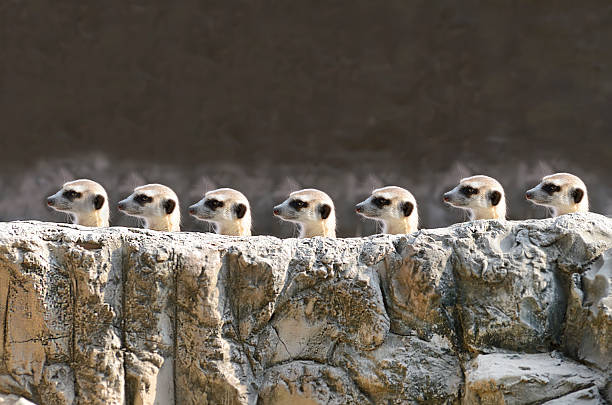 meerket - desert animals stock-fotos und bilder