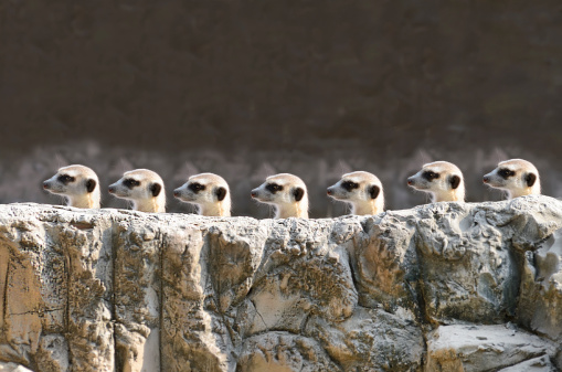 head of meerket