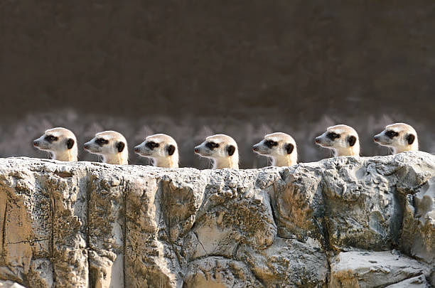 meerket - suricate - fotografias e filmes do acervo
