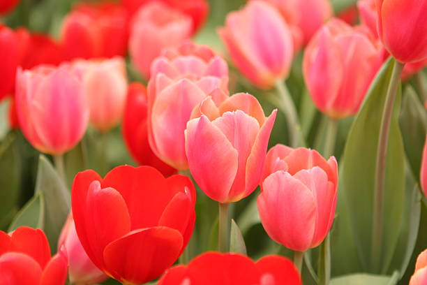 Red Tulip Garden stock photo