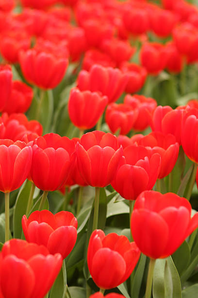 Red Tulip Garden stock photo