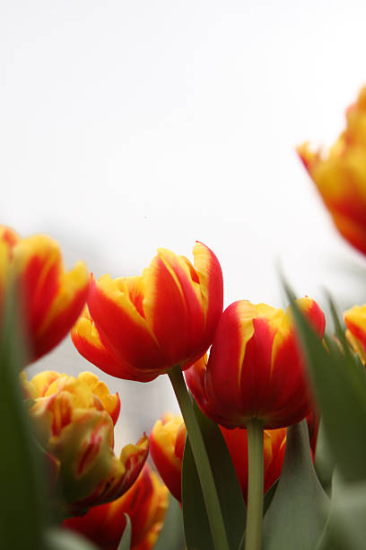 Yellow Tulip Garden stock photo