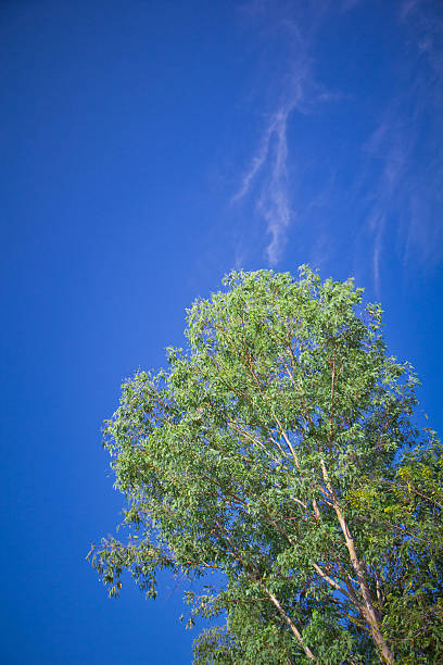 tree and blue sky with cloud stock photo