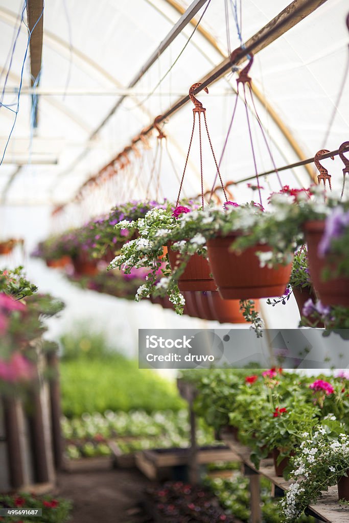Flores em viveiro - Foto de stock de Agricultura royalty-free