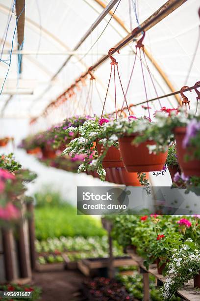 Foto de Flores Em Viveiro e mais fotos de stock de Agricultura - Agricultura, Amarelo, Branco