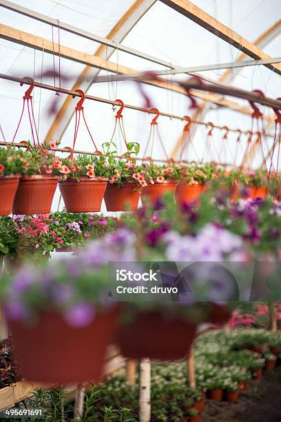 Flores No Viveiro De Plantas - Fotografias de stock e mais imagens de Agricultura - Agricultura, Amarelo, Branco