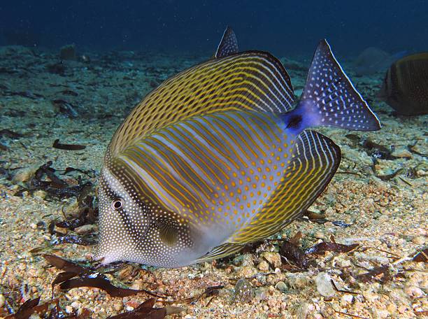 sailfin tang - sailfin tang стоковые фото и изображения