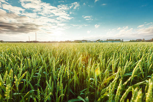 пшеничное поле - homegrown produce wheat organic crop стоковые фото и изображения