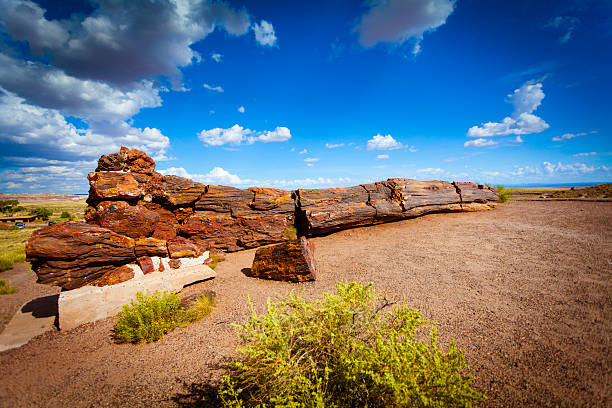 화석 트리를 pertified 임산, usa - navajo sandstone 뉴스 사진 이미지